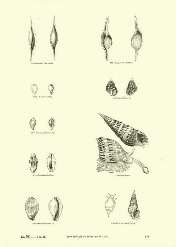 Side fra The Pictorial Museum of Animated Nature af English School