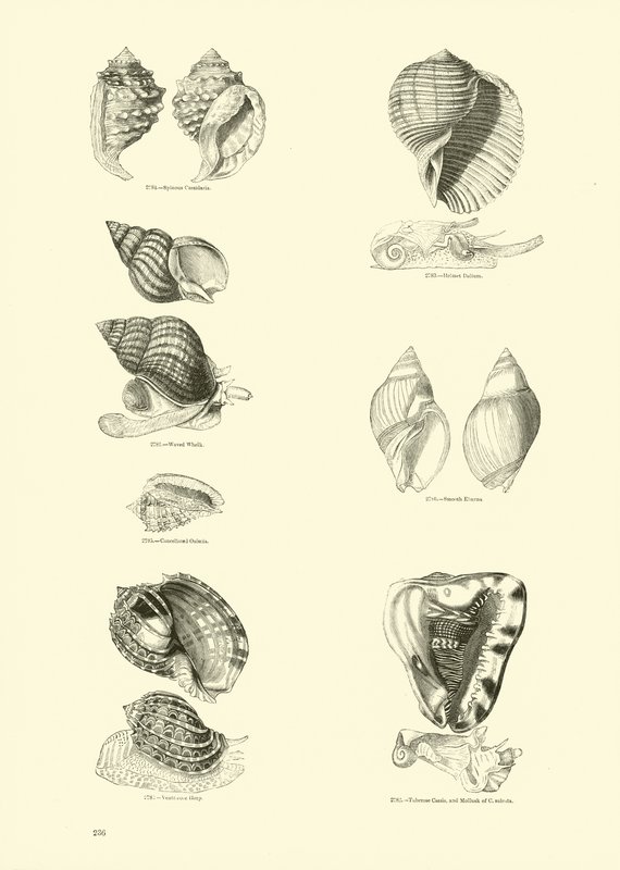 Side fra The Pictorial Museum of Animated Nature af English School