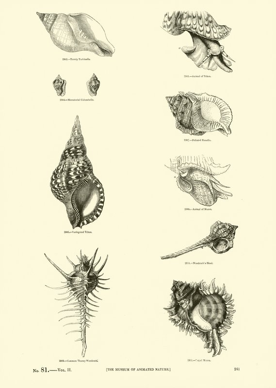 Side fra The Pictorial Museum of Animated Nature af English School