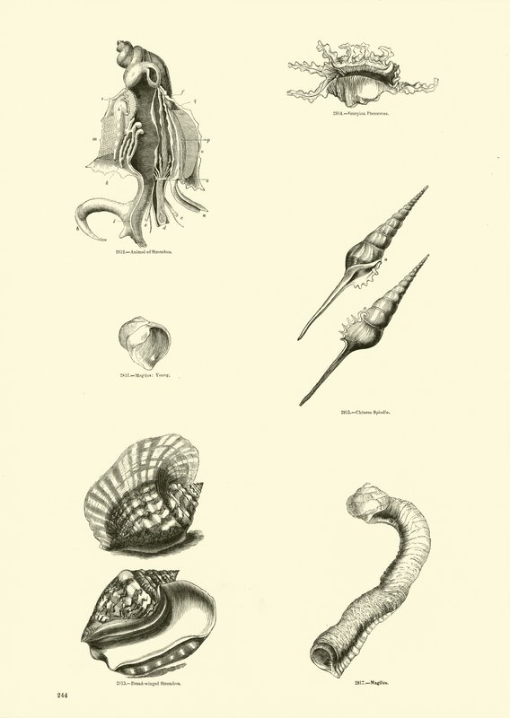 Side fra The Pictorial Museum of Animated Nature af English School