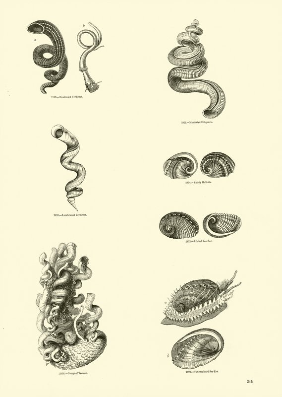 Side fra The Pictorial Museum of Animated Nature af English School