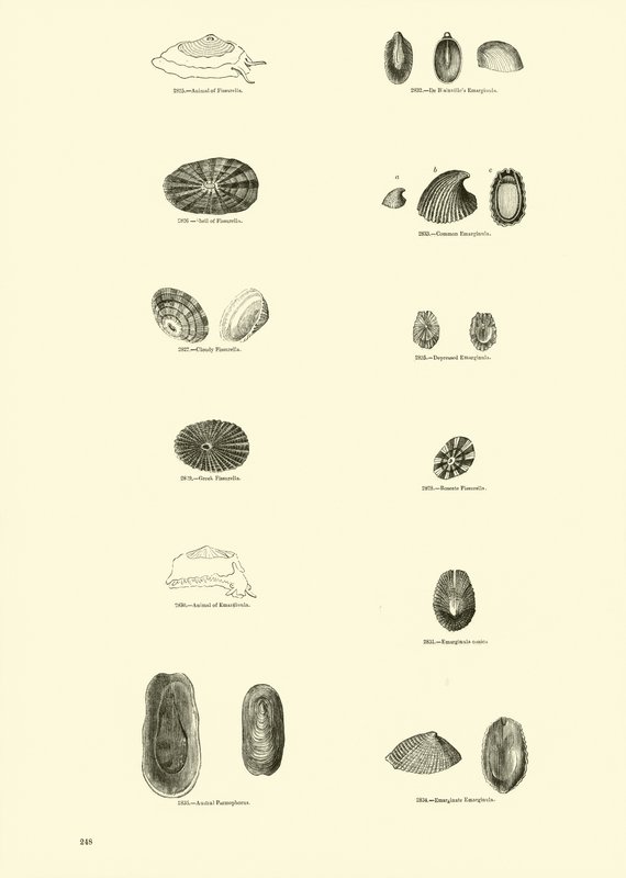 Side fra The Pictorial Museum of Animated Nature af English School