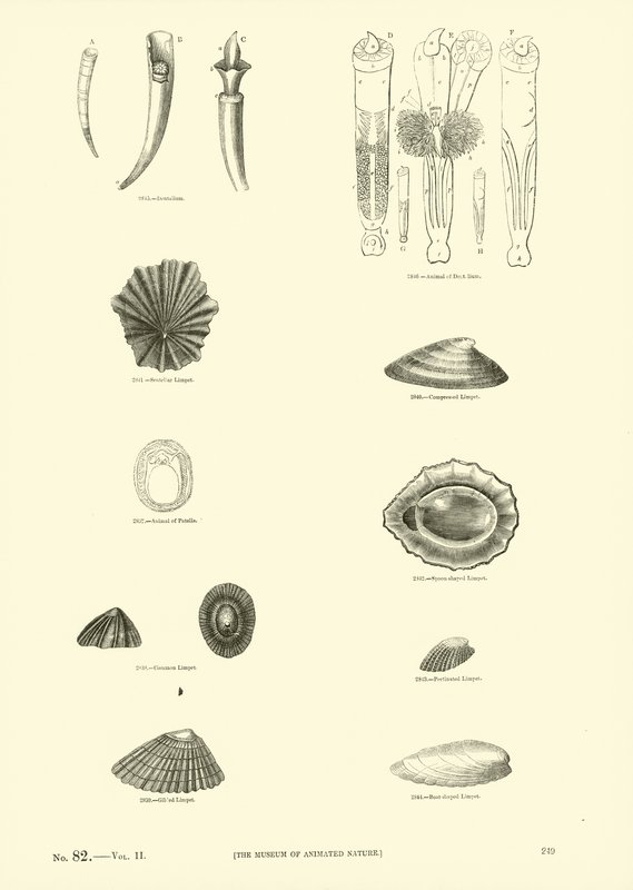 Side fra The Pictorial Museum of Animated Nature af English School