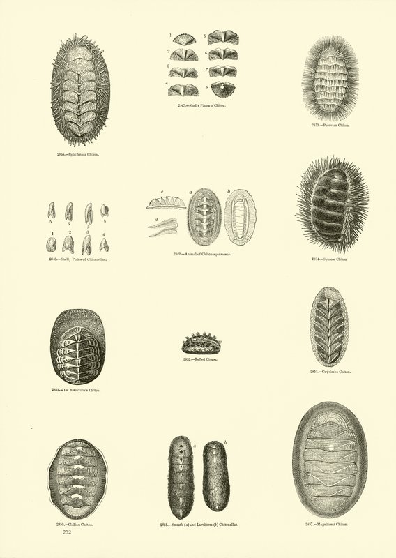 Side fra The Pictorial Museum of Animated Nature af English School