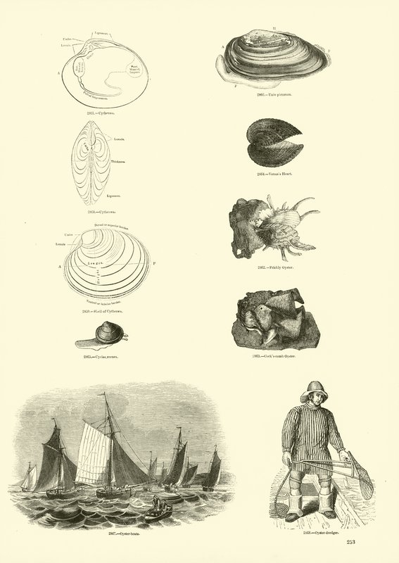 Side fra The Pictorial Museum of Animated Nature af English School