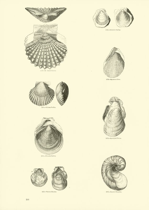 Side fra The Pictorial Museum of Animated Nature af English School