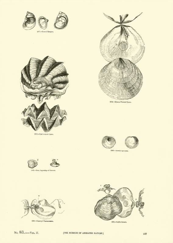 Side fra The Pictorial Museum of Animated Nature af English School
