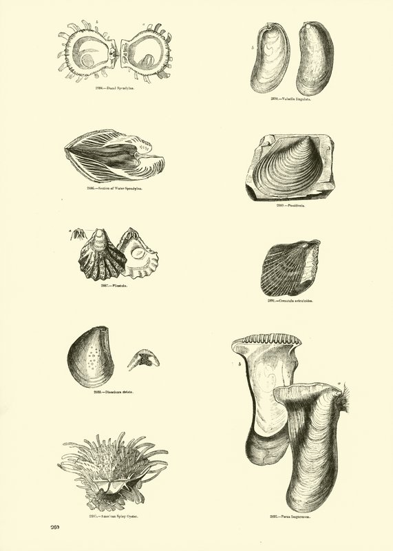 Side fra The Pictorial Museum of Animated Nature af English School