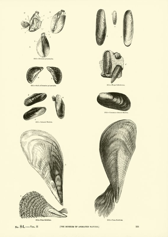 Side fra The Pictorial Museum of Animated Nature af English School