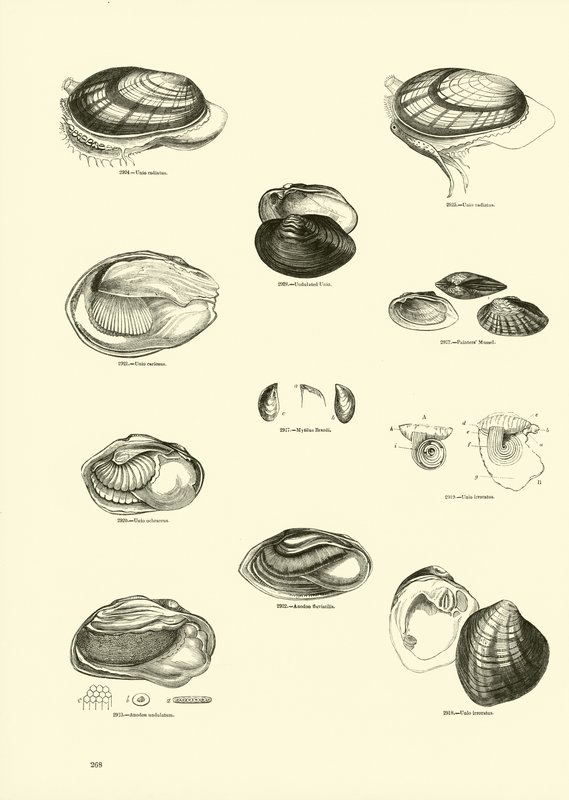 Side fra The Pictorial Museum of Animated Nature af English School
