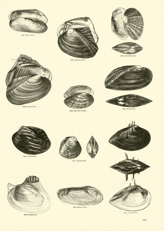 Side fra The Pictorial Museum of Animated Nature af English School