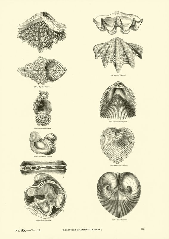 Side fra The Pictorial Museum of Animated Nature af English School