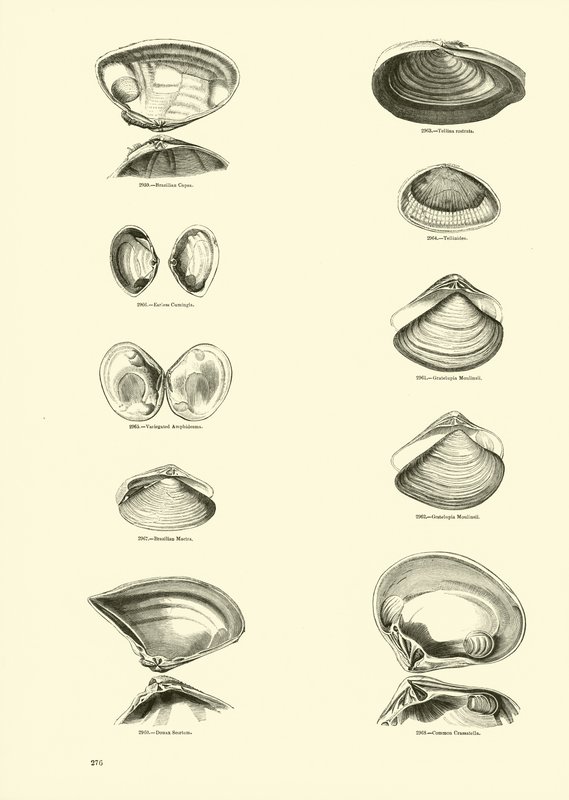 Side fra The Pictorial Museum of Animated Nature af English School