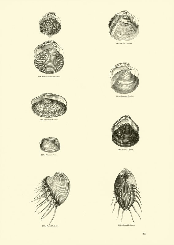 Side fra The Pictorial Museum of Animated Nature af English School