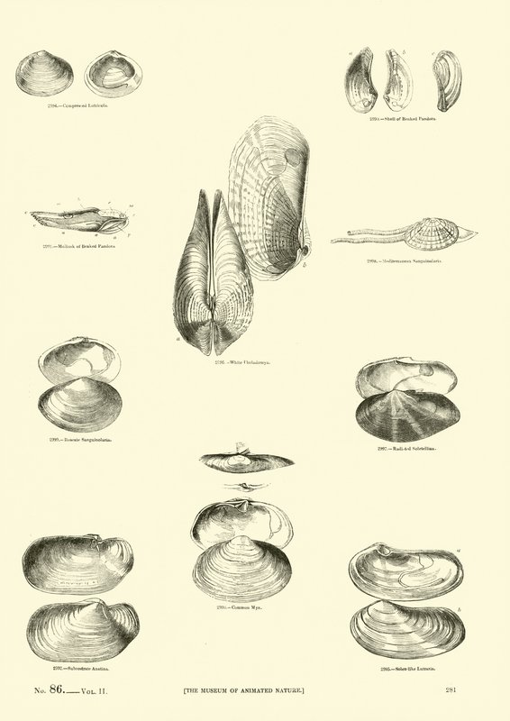 Side fra The Pictorial Museum of Animated Nature af English School