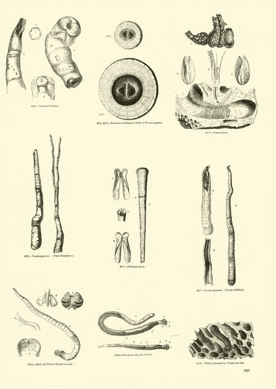 Side fra The Pictorial Museum of Animated Nature af English School