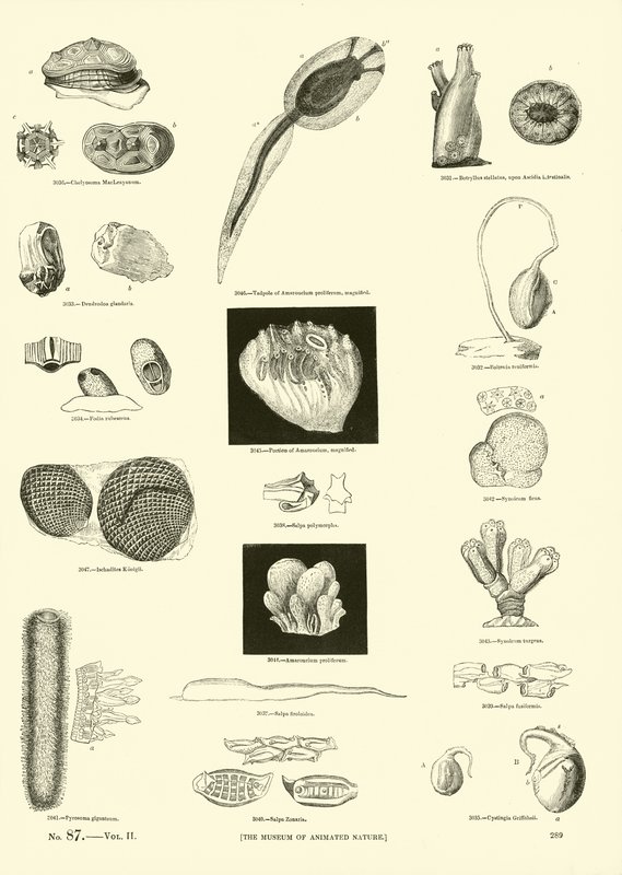 Side fra The Pictorial Museum of Animated Nature af English School