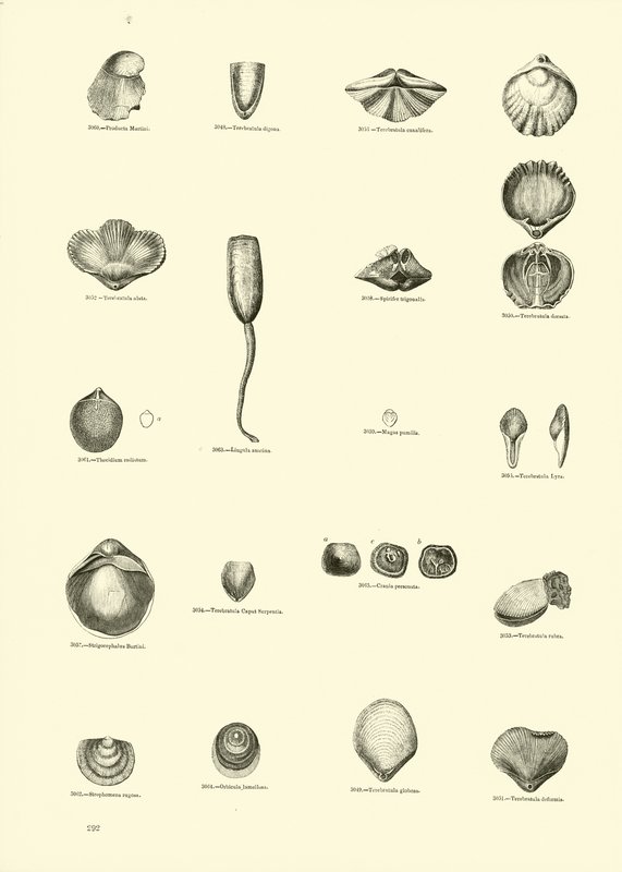 Side fra The Pictorial Museum of Animated Nature af English School