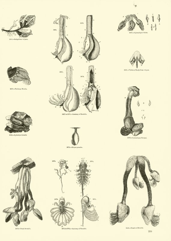 Side fra The Pictorial Museum of Animated Nature af English School