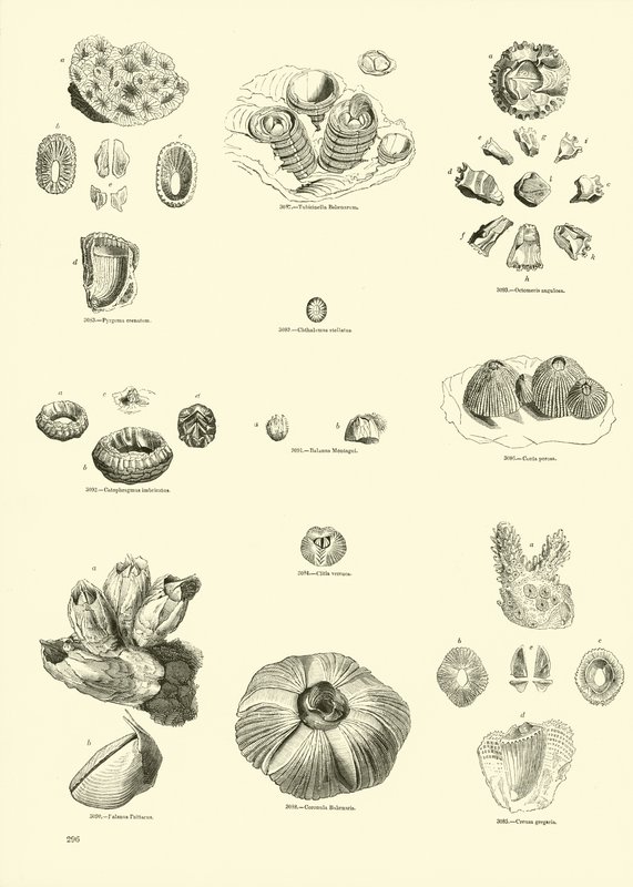 Side fra The Pictorial Museum of Animated Nature af English School