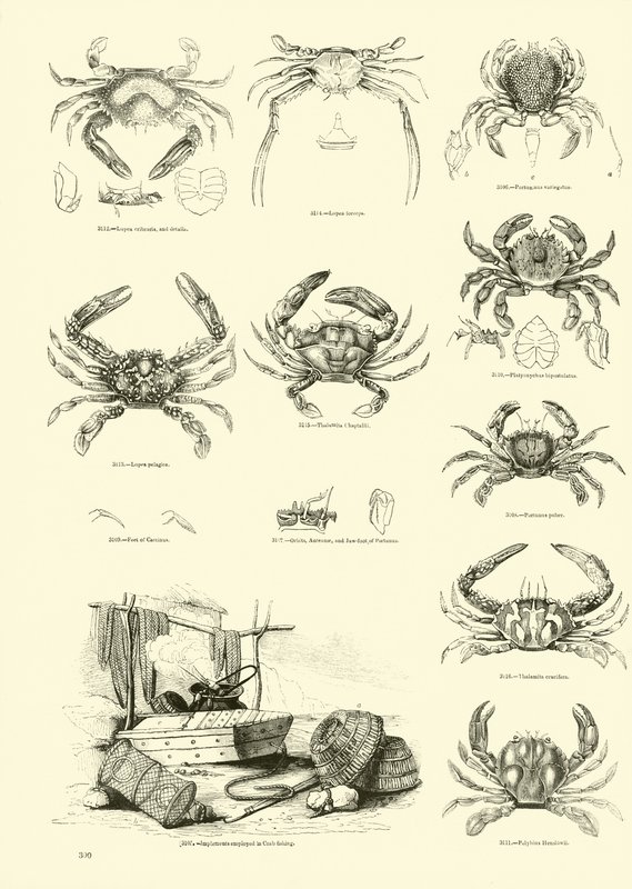 Side fra The Pictorial Museum of Animated Nature af English School