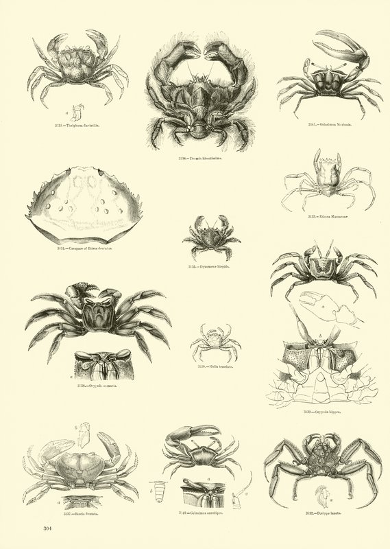 Side fra The Pictorial Museum of Animated Nature af English School