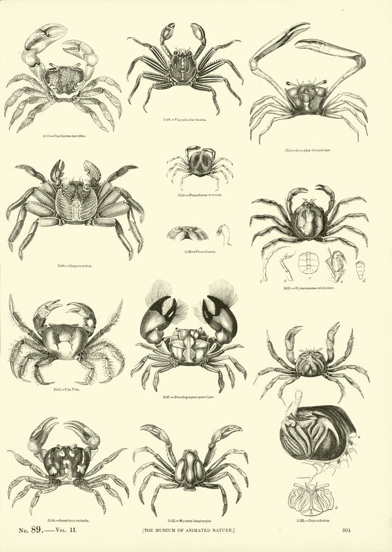 Side fra The Pictorial Museum of Animated Nature af English School
