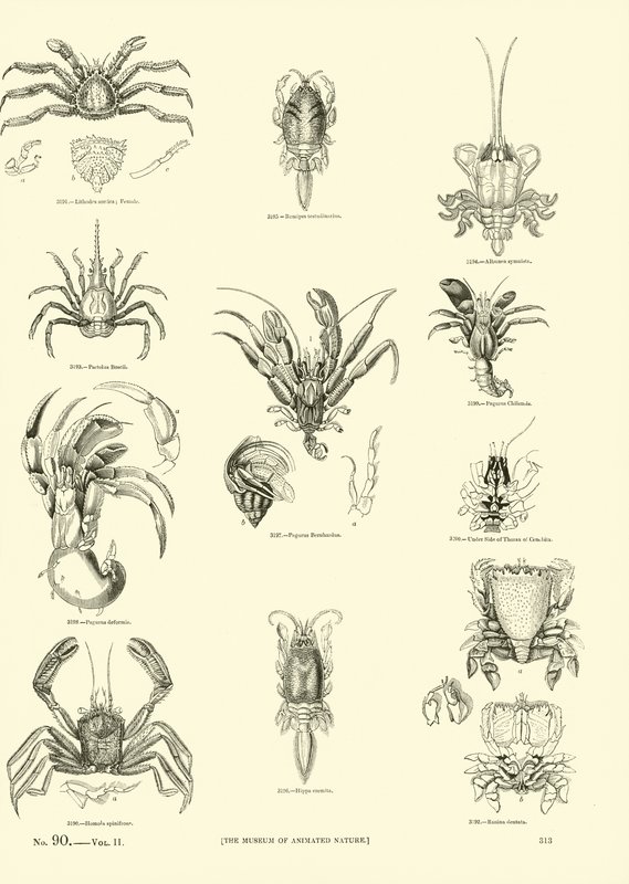Side fra The Pictorial Museum of Animated Nature af English School