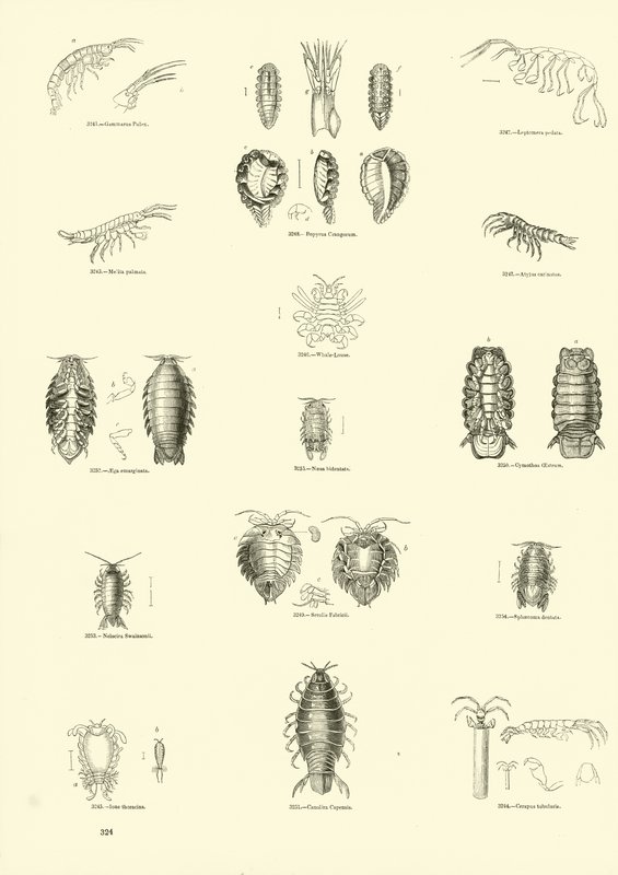 Side fra The Pictorial Museum of Animated Nature af English School