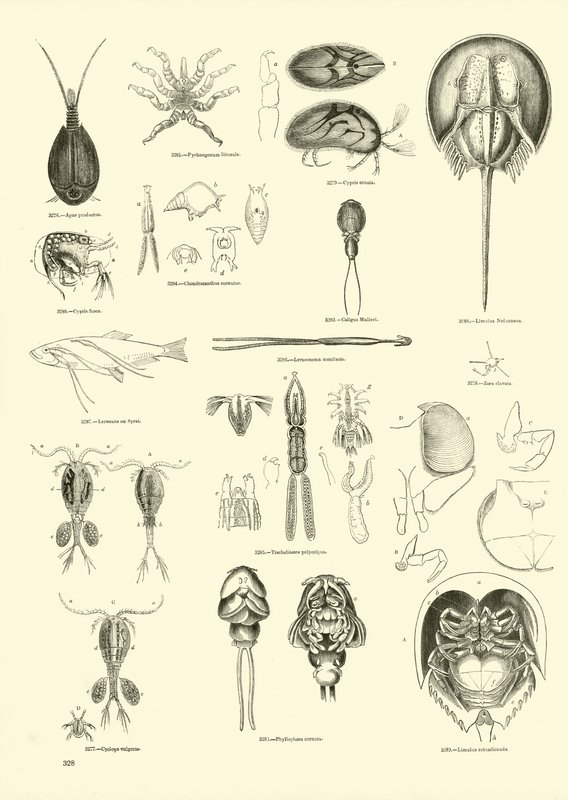 Side fra The Pictorial Museum of Animated Nature af English School