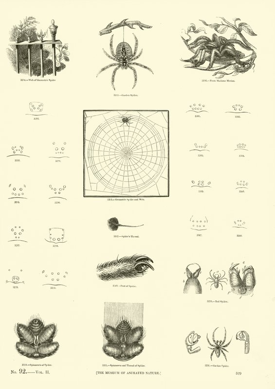 Side fra The Pictorial Museum of Animated Nature af English School