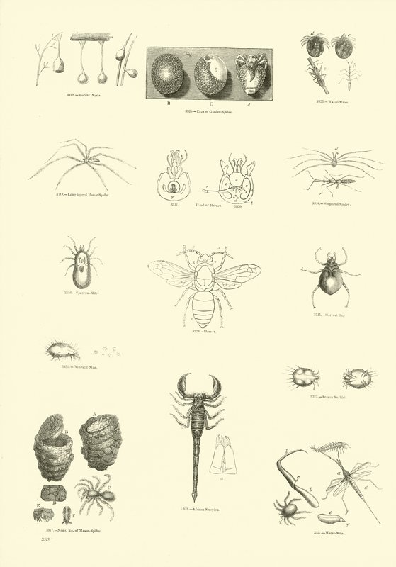Side fra The Pictorial Museum of Animated Nature af English School