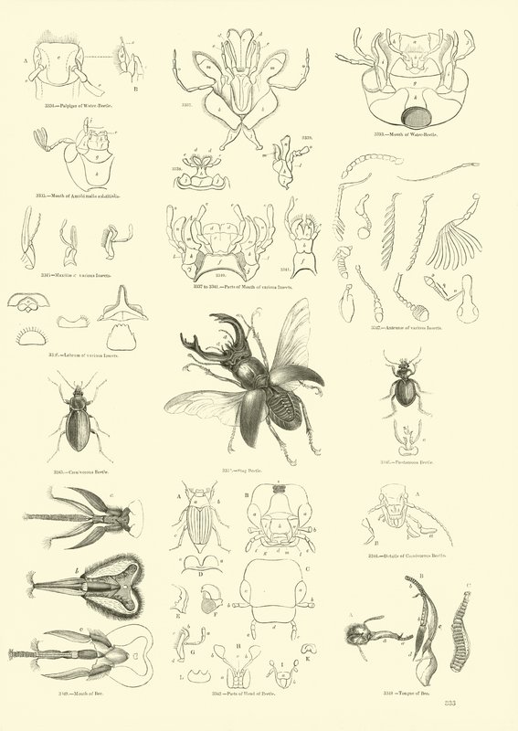 Side fra The Pictorial Museum of Animated Nature af English School