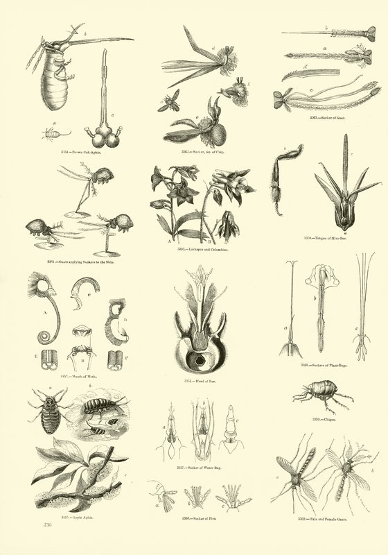 Side fra The Pictorial Museum of Animated Nature af English School