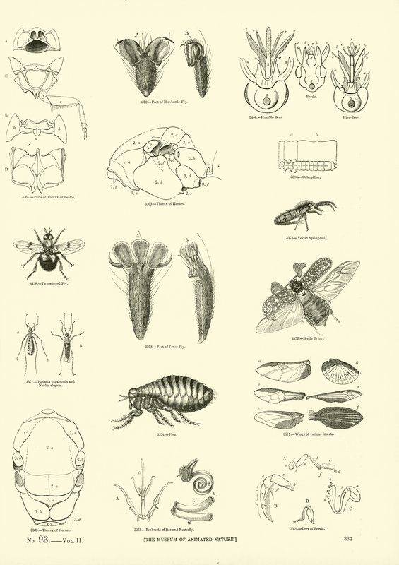 Side fra The Pictorial Museum of Animated Nature af English School