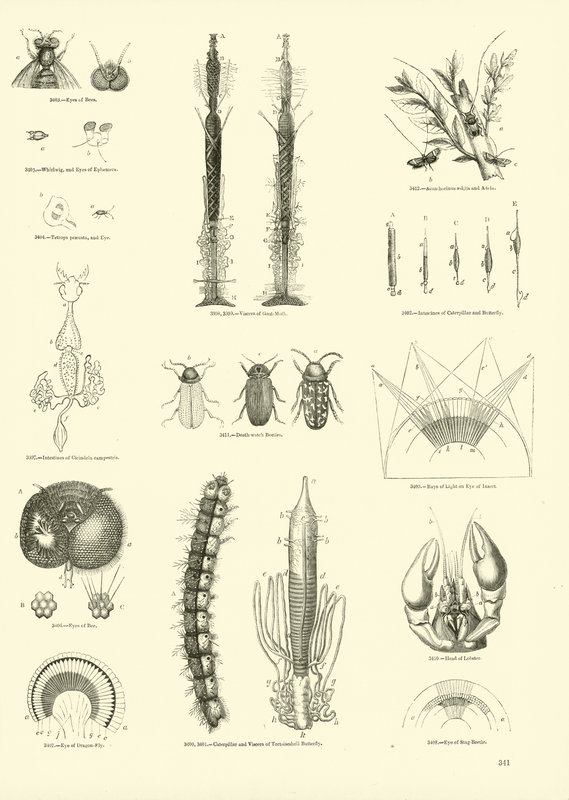Side fra The Pictorial Museum of Animated Nature af English School