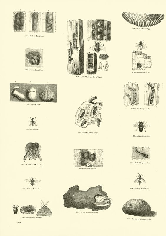 Side fra The Pictorial Museum of Animated Nature af English School