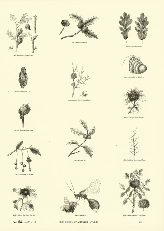 Side fra The Pictorial Museum of Animated Nature af English School