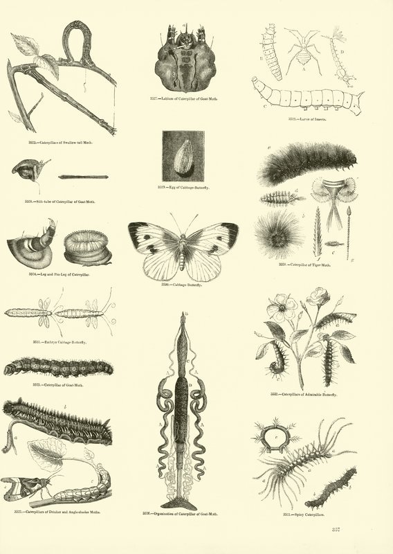 Side fra The Pictorial Museum of Animated Nature af English School