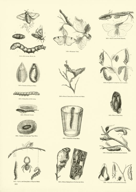 Side fra The Pictorial Museum of Animated Nature af English School