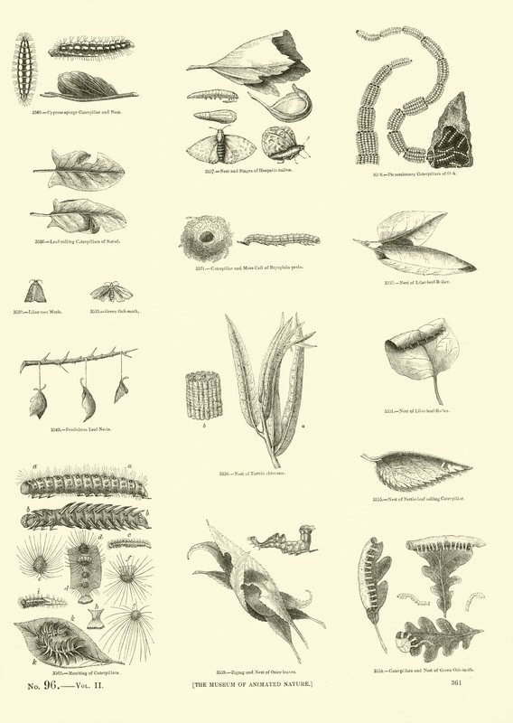 Side fra The Pictorial Museum of Animated Nature af English School