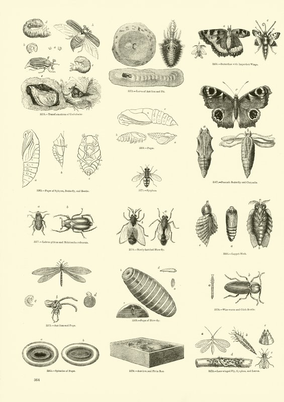 Side fra The Pictorial Museum of Animated Nature af English School
