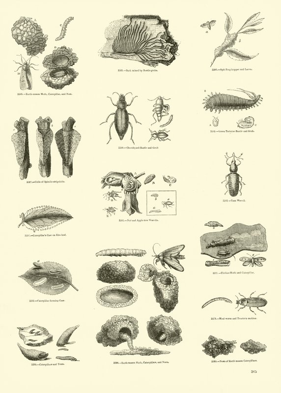 Side fra The Pictorial Museum of Animated Nature af English School