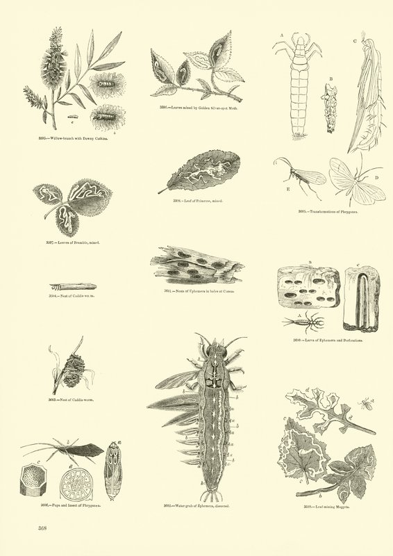 Side fra The Pictorial Museum of Animated Nature af English School