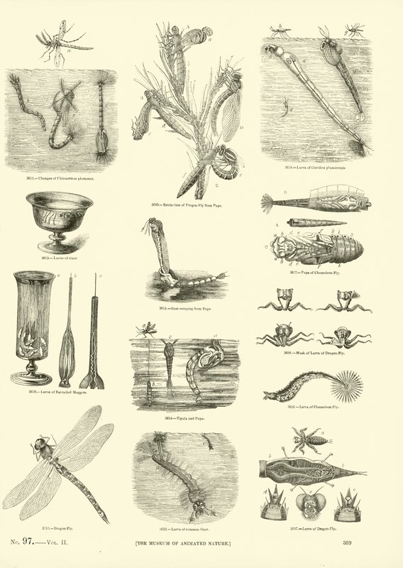 Side fra The Pictorial Museum of Animated Nature af English School