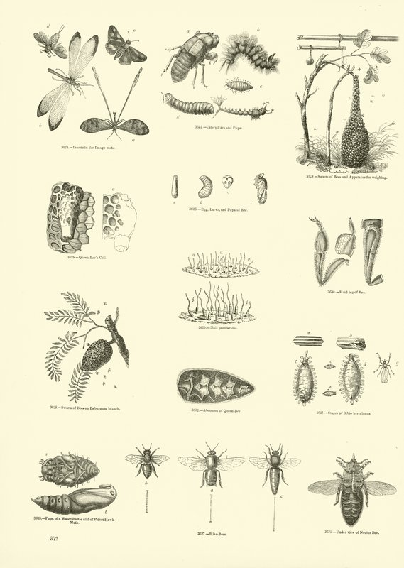 Side fra The Pictorial Museum of Animated Nature af English School
