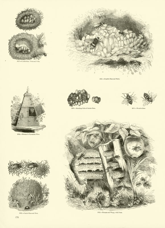 Side fra The Pictorial Museum of Animated Nature af English School