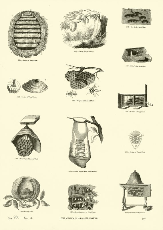 Side fra The Pictorial Museum of Animated Nature af English School