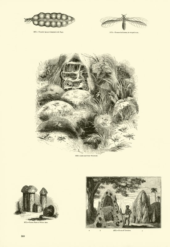 Side fra The Pictorial Museum of Animated Nature af English School
