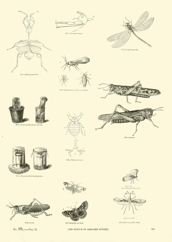 Side fra The Pictorial Museum of Animated Nature af English School